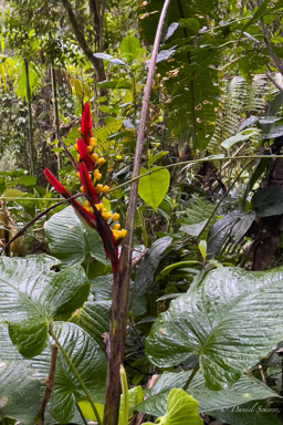 Heliconia