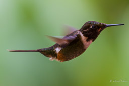 Colibri de Mitchell
- Purple-throated Woodstar