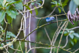 Tangara évêque - Blue-grey Tanager