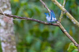 Tangara évêque - Blue-grey Tanager