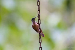 Brillant rubinoïde
- Fawn-breasted Brilliant