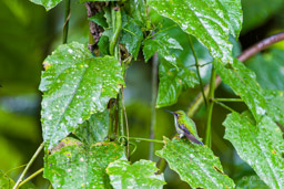 Colibri moucheté
- Speckled Hummingbird