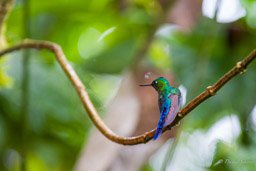 Sylphe à queue violette
- Violet-tailed Sylph