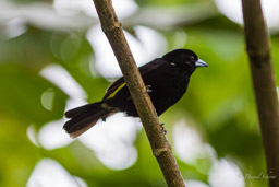 Tangara à dos citron- Lemon-rumped Tanager