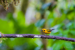 Calliste safran - Silver-throated Tanager