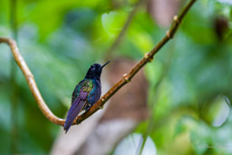 Colibri de Jardine
- Velvet-purple Coronet