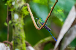 Sylphe à queue violette
- Violet-tailed Sylph