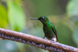 Colibri flavescent
- Buff-tailed Coronet