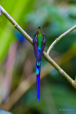 Sylphe à queue violette
- Violet-tailed Sylph