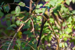 Sylphe à queue violette
- Violet-tailed Sylph