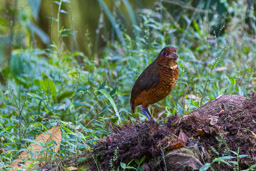 Grallaire géante
- Giant Antpitta (Maria)