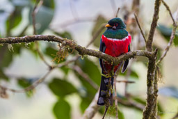 Trogon masqué
- Masked Trogon