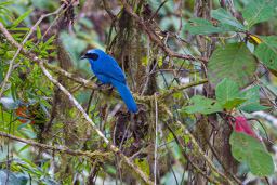 Geai turquoise
- Turquoise Jay