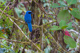 Geai turquoise
- Turquoise Jay