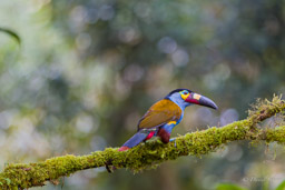 Toucan montagnard
- Plate-billed Mountain Toucan