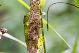 Anole