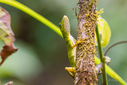 Anole