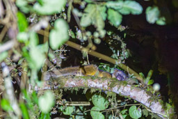 Olinguito