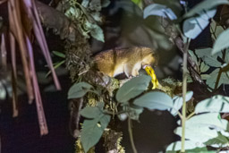 Olinguito