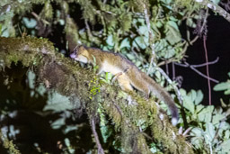 Olinguito