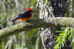 Moucherolle vermillon
- Vermilion Flycatcher