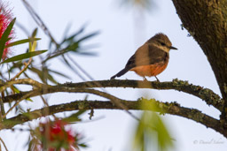Moucherolle vermillon
immature - Vermilion Flycatcher