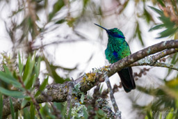 Colibri d'Anaïs
- Sparkling Violetear