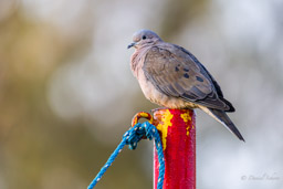 Tourterelle oreillarde - Eared Dove