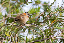 Bruant chingolo - Rufous-collared Sparrow