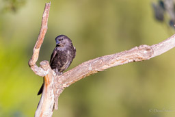 Vacher luisant
- Shiny Cowbird