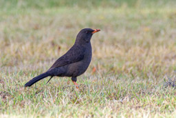 Merle géant
- Great Thrush