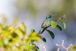 Colibri d'Anaïs
- Sparkling Violetear