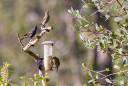 Vacher luisant
- Shiny Cowbird ♂ & ♀
