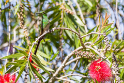 Porte-traîne lesbie
- Black-tailed Trainbearer