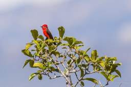 Moucherolle vermillon
- Vermilion Flycatcher