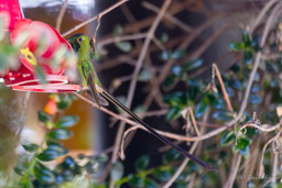 Porte-traîne lesbie - Black-tailed Trainbearer