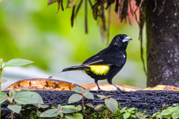 Tangara à dos citron- Lemon-rumped Tanager