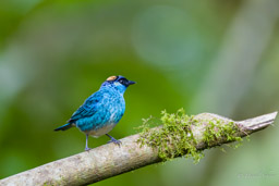 Calliste à nuque d'or - Golden-naped Tanager