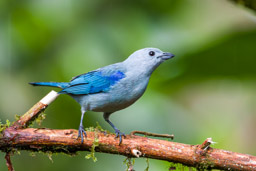 Tangara évêque - Blue-grey Tanager