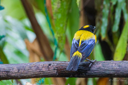 Tangara à menton noir - Black-chinned Mountain Tanager