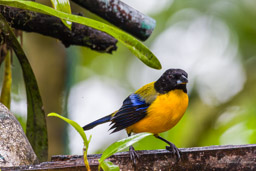 Tangara à menton noir - Black-chinned Mountain Tanager