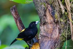 Tangara à dos citron- Lemon-rumped Tanager