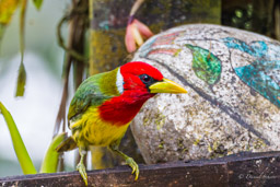 Cabézon à tête rouge
 - Red-headed Barbet