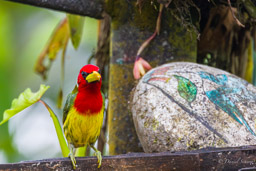 Cabézon à tête rouge
 - Red-headed Barbet