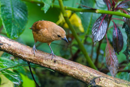 Tangara à galons blancs - White-lined Tanager ♀