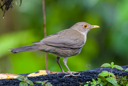 Merle d'Équateur
 - Ecuadorian Thrush