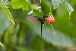 Sylphe à queue violette
- Violet-tailed Sylph