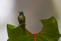 Colibri flavescent
- Buff-tailed Coronet