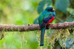 Trogon masqué
- Masked Trogon ♂