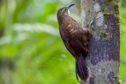 Grimpar géant
- Strong-billed Woodcreeper